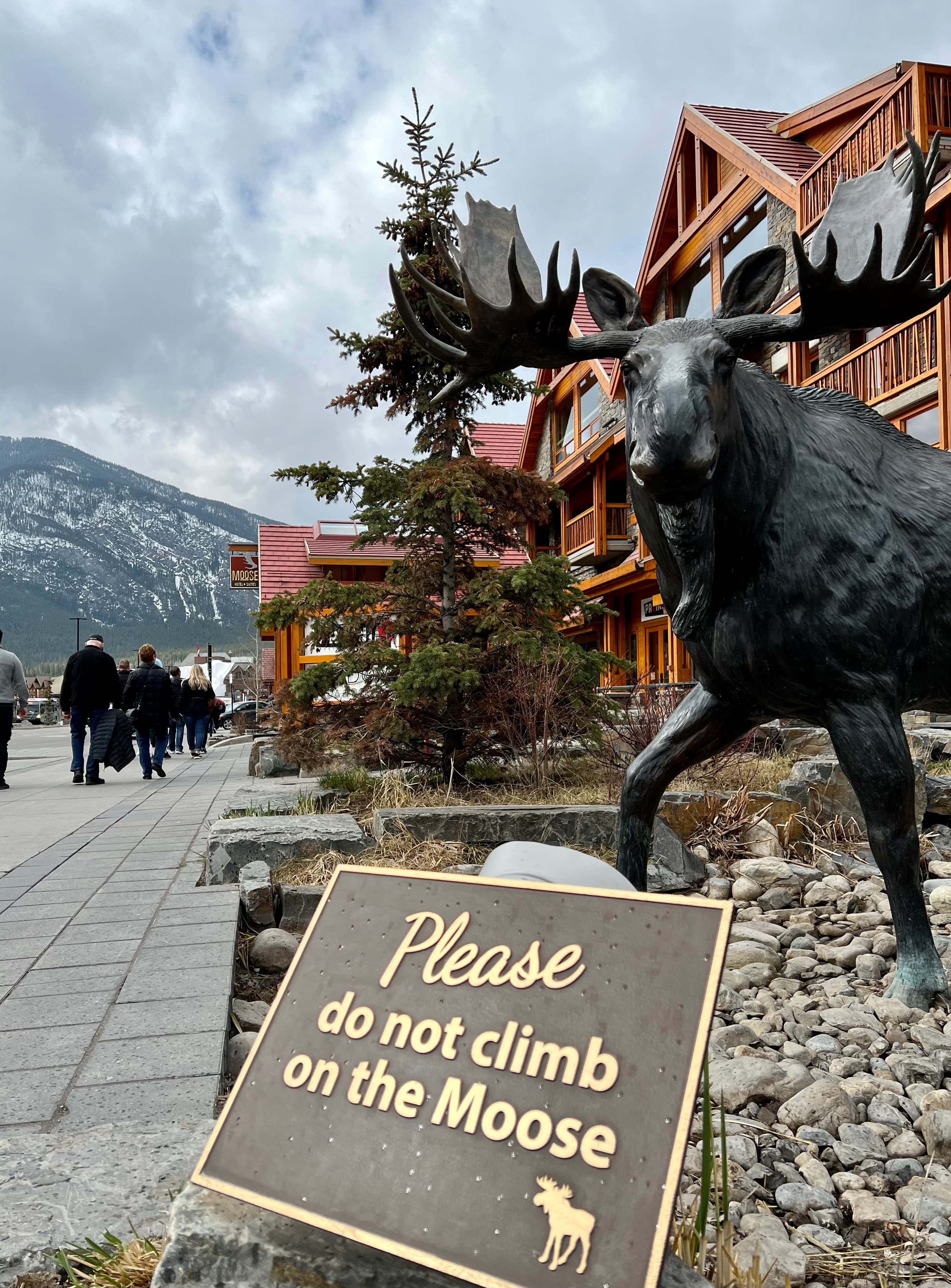 Moose Hotel and Suites