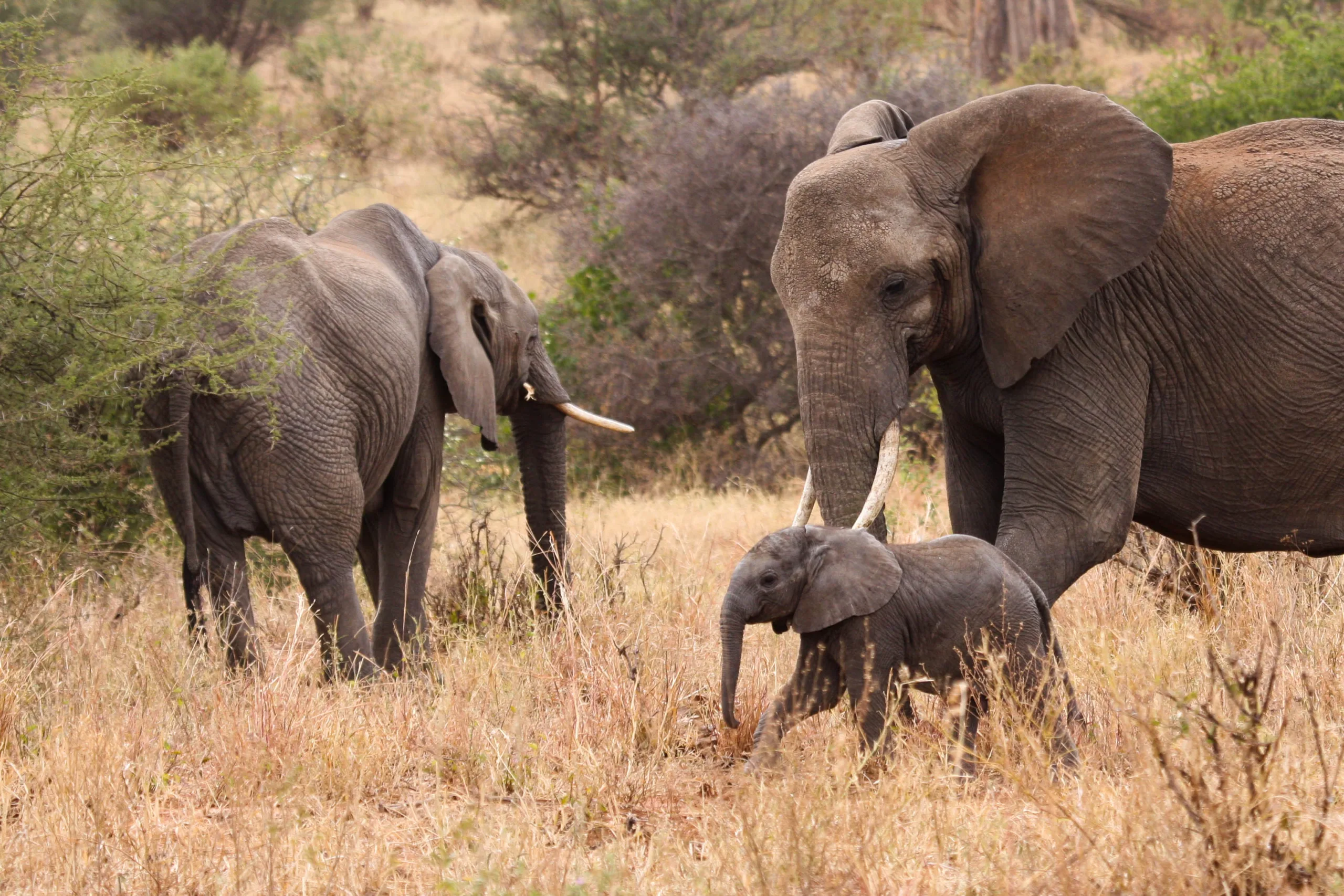 Kenyas Wildlife. Image of Elephants and offspring. 