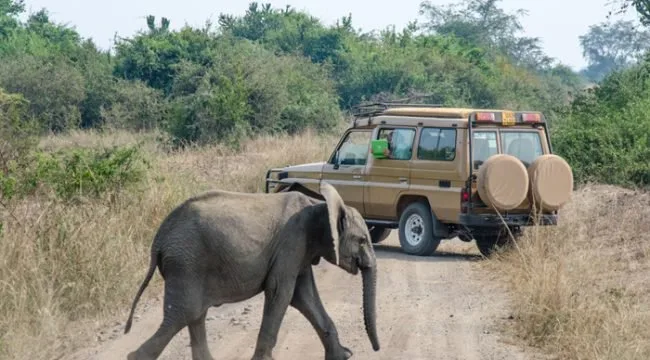 Image take by tourists on a safari. Image captures safari truck and a young elephant crossing the driving path.