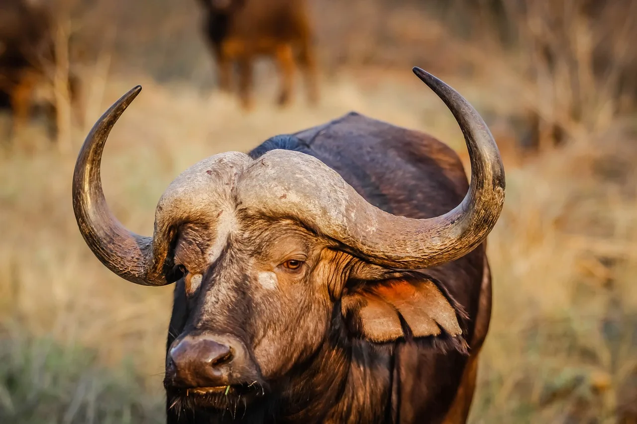Wildlife Kenya. Image of buffalo.