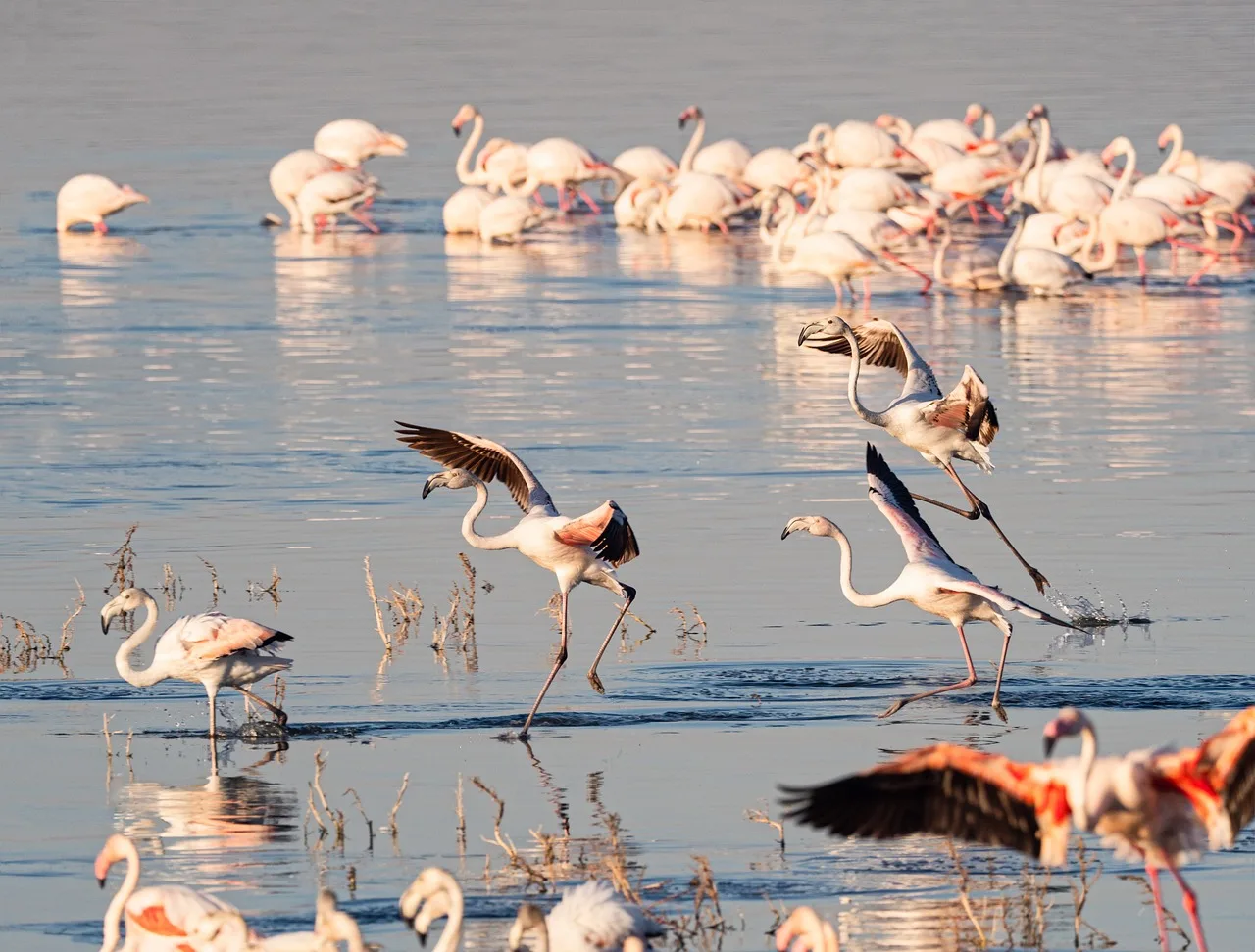 An image of flamingos gathering in Kenyas lakes