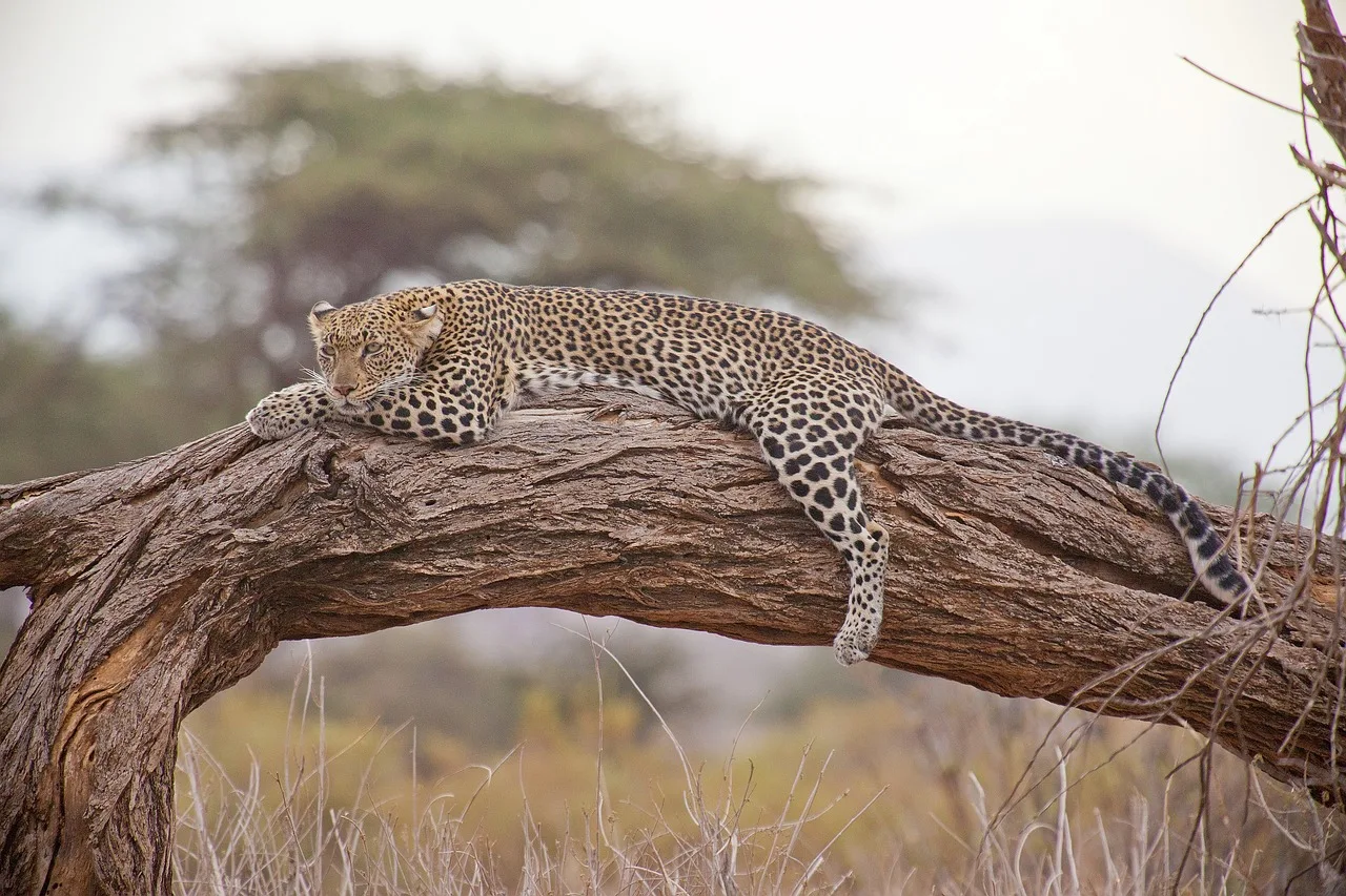 Wildlife Kenya. Image of Leopard relaxing on a tree in one of Kenya's national parks.