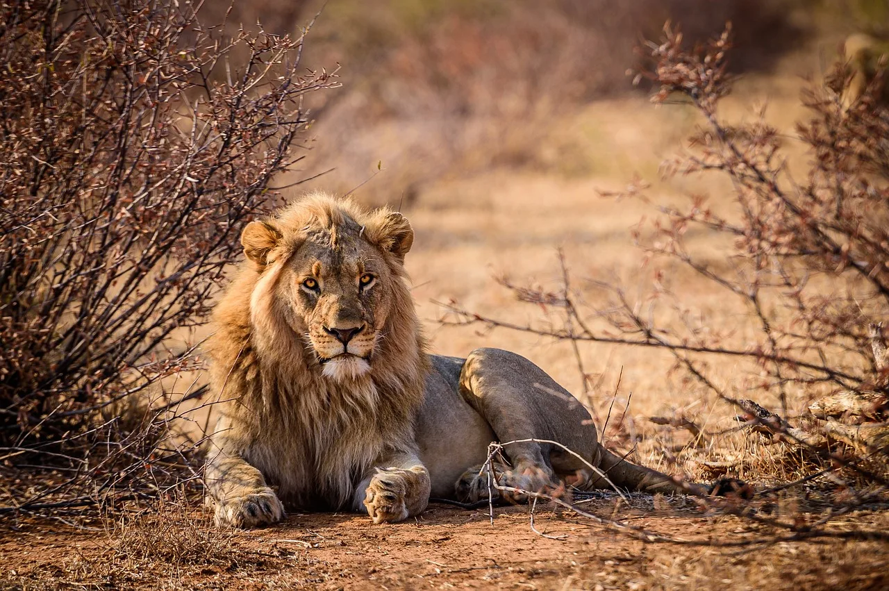 Kenyan wildlife. An image of a young lion in the Masai Mara. 