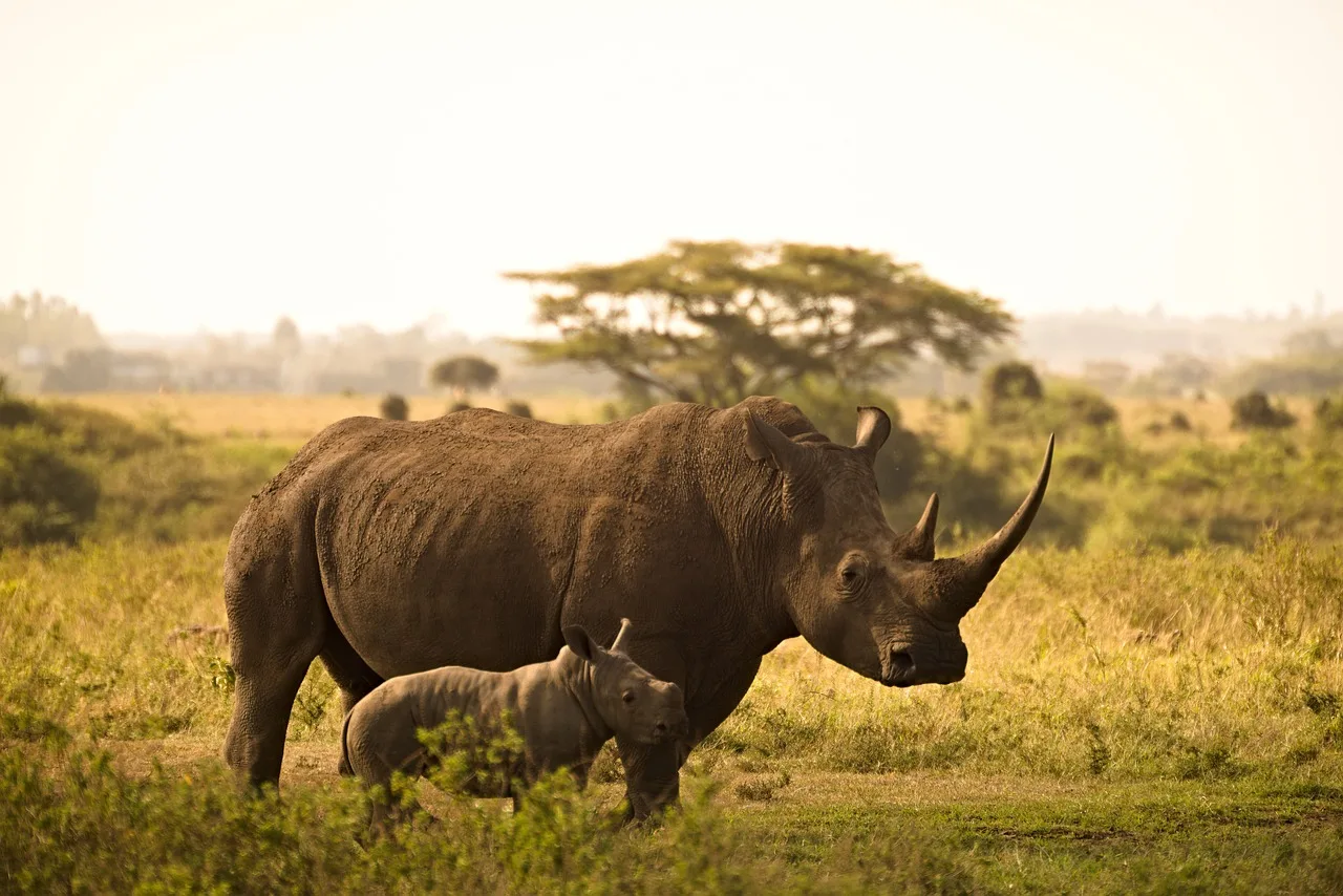 Kenyan Wildlife. A rhino mother caring for her child.