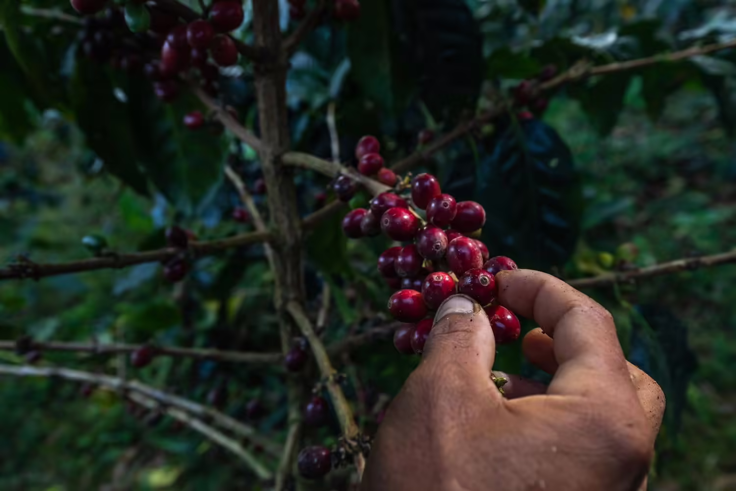 QoriCoffee – Precious and Social